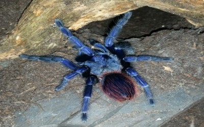 pterinopelma sazimai unsex tarantula